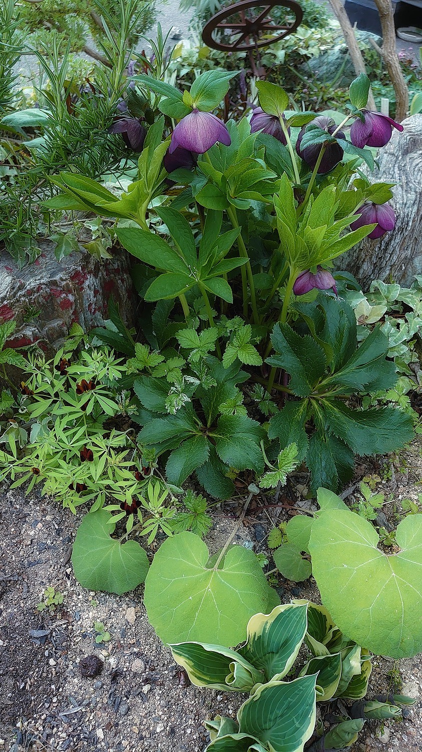 楽天市場 ロータス ブラックムーニー おぎはら植物園 みんなのレビュー 口コミ