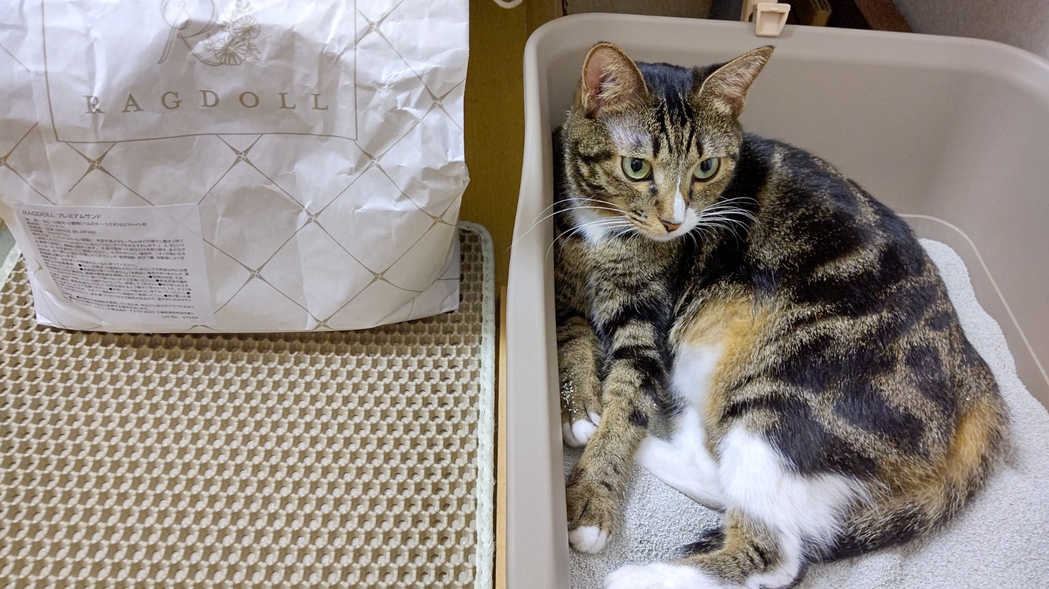 猫砂 ラグドール RAGDOLL プレミアムサンド 5キロ 3袋セット RAGDOLLプレミアムサンドを実際に使ってみた！口コミや評判は