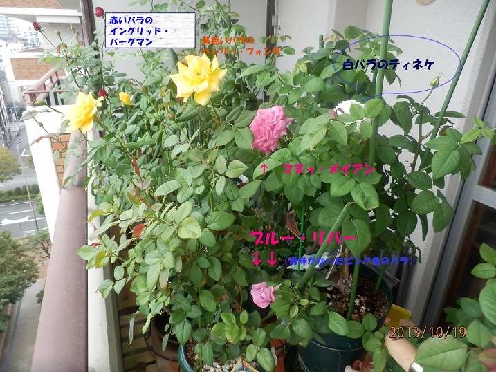 楽天市場 植物活力素メネデール 500ml Zik バラの家 バラ苗専門店 みんなのレビュー 口コミ