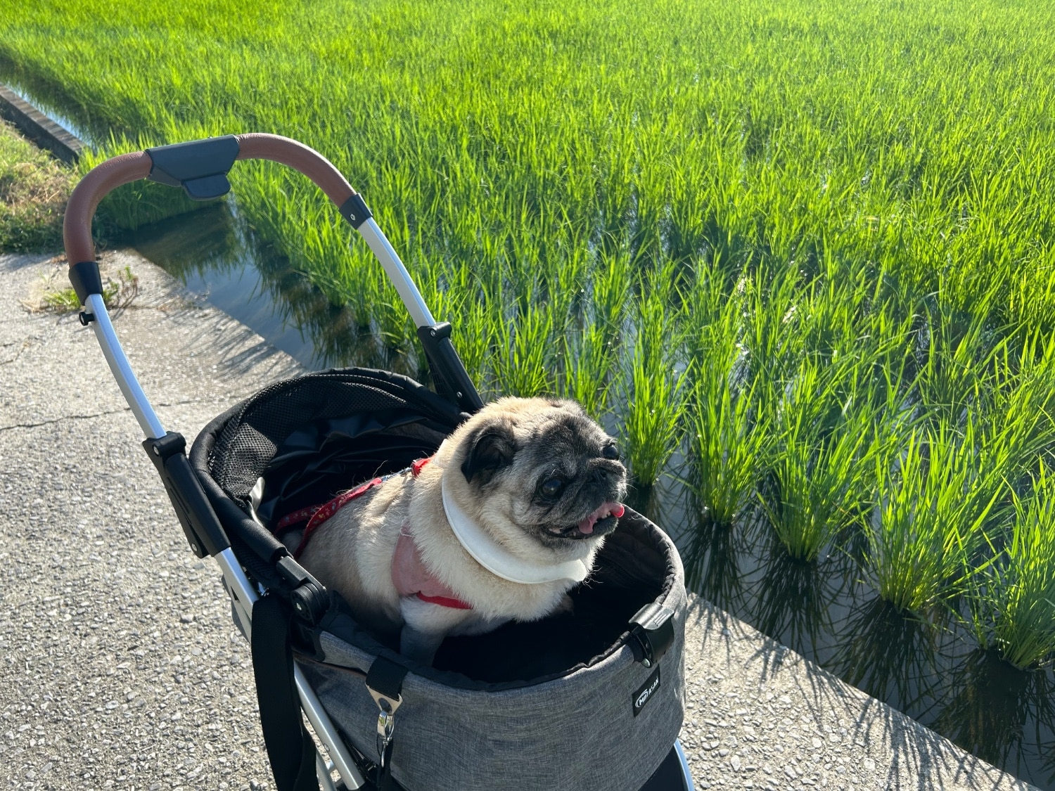 軽量ペットカート 分離式 自立可能 中型犬 小型犬 折りたたみ アルミニウム 多頭 犬カート 分離両用 4輪 ストッパー ペットカート 犬カート ペットバギー レビュー画像2