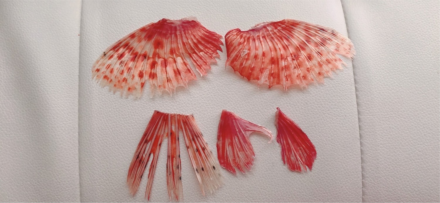 楽天市場 朝獲れおまかせ鮮魚セット5000円コースウロコ 内臓 エラ処理済み 3種以上 詰め合わせ 冷蔵便 美味食卓さくだ屋 みんなのレビュー 口コミ