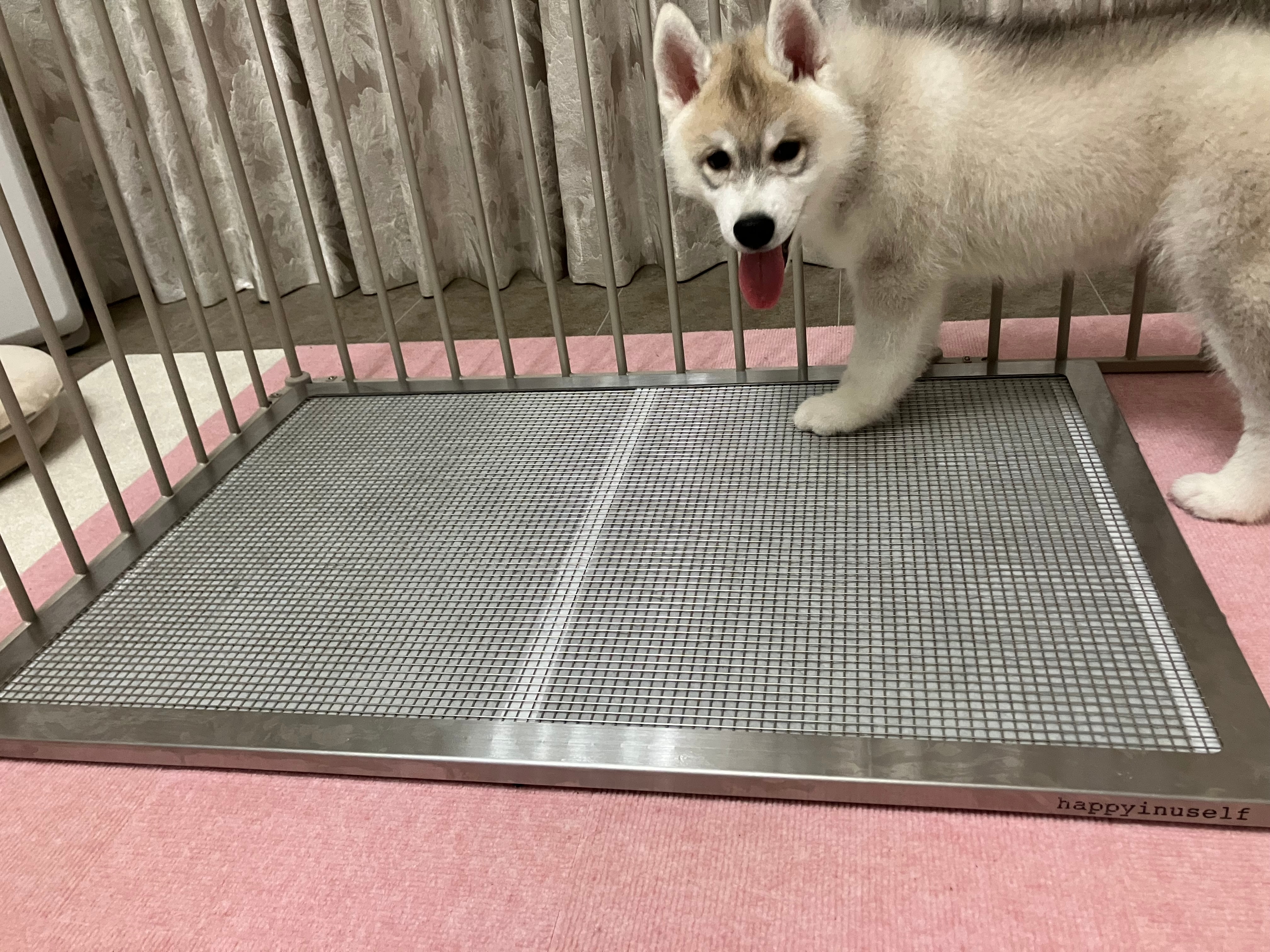 楽天市場】【送料無料】犬 トイレ ステンレス トイレトレー 頑丈 壊れ