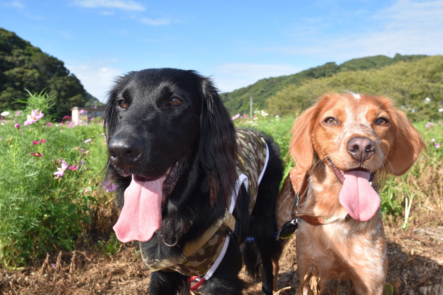 楽天市場】【アレルギー犬用】AZアゼットドッグフード アレルギーケア