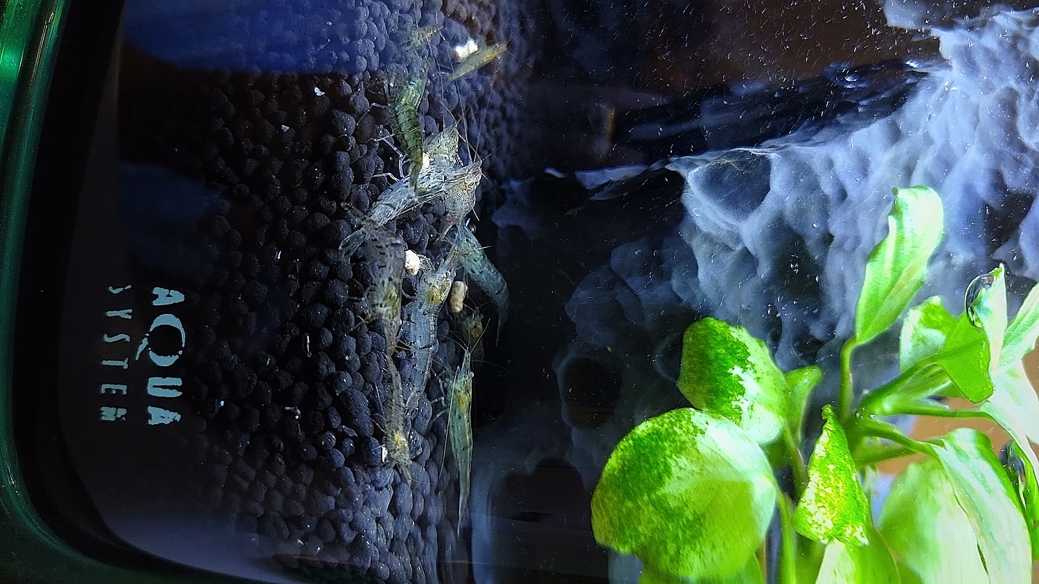 楽天市場 エビ 水草 巻きたて リシアボール 水中葉 無農薬 1個 ミナミヌマエビ 10匹 北海道 九州航空便要保温 Charm 楽天市場店 みんなのレビュー 口コミ