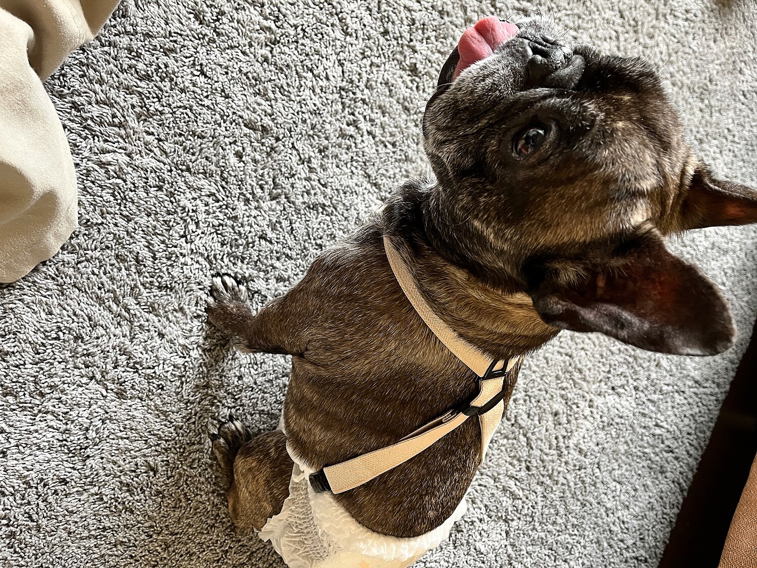 楽天市場 送料無料 犬 サスペンダー ズレヘンダー ドッグ 犬用サスペンダー 介護 おむつ オムツ サニタリー パンツ マナー ドッグウェア サスペンダー 犬の服 ペットウェア マナーパンツ おむつカバー ペット コスプレ 小型犬 大型犬 犬用 猫用 スカート 日本製