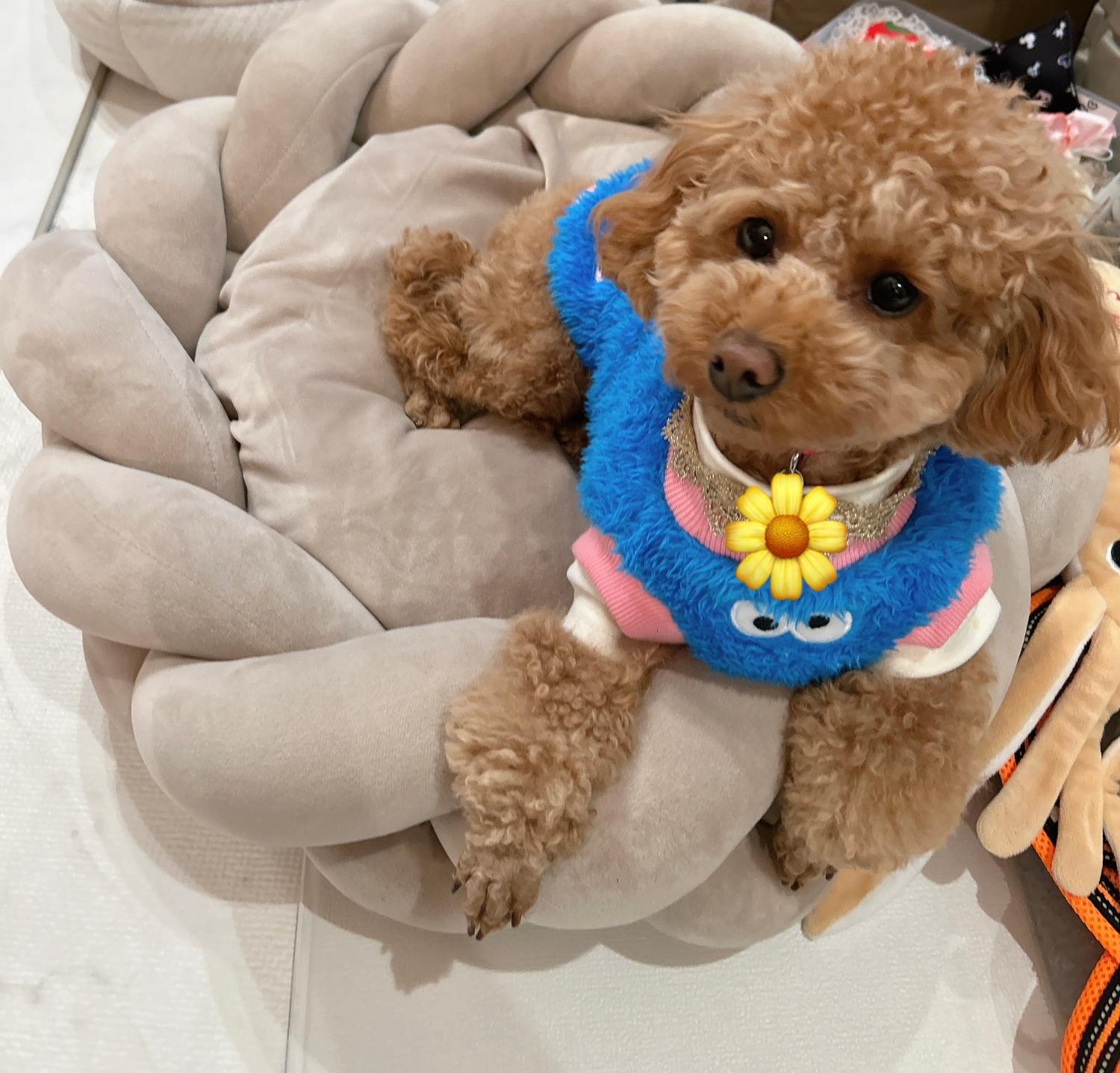 楽天市場】【期間限定10％オフ】犬 ベッド ドッグベッド Suuu公式 北欧