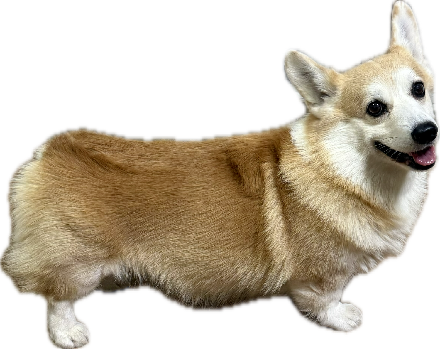 楽天市場】プロマネージ 成犬用 ウェルシュ・コーギー・ペンブローク