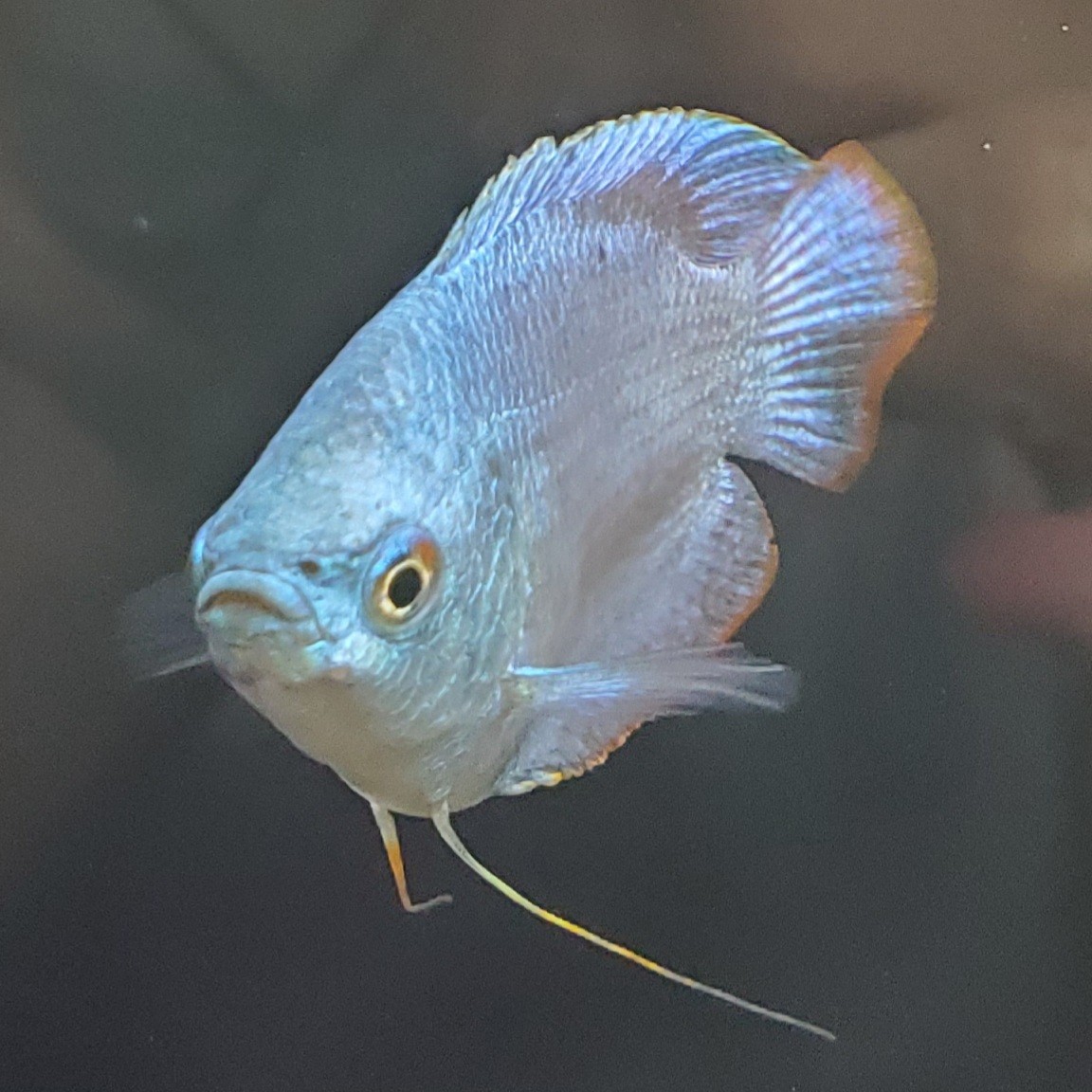 楽天市場 熱帯魚 コバルトブルー ドワーフグラミー オス 1匹 北海道航空便要保温 Charm 楽天市場店 みんなのレビュー 口コミ