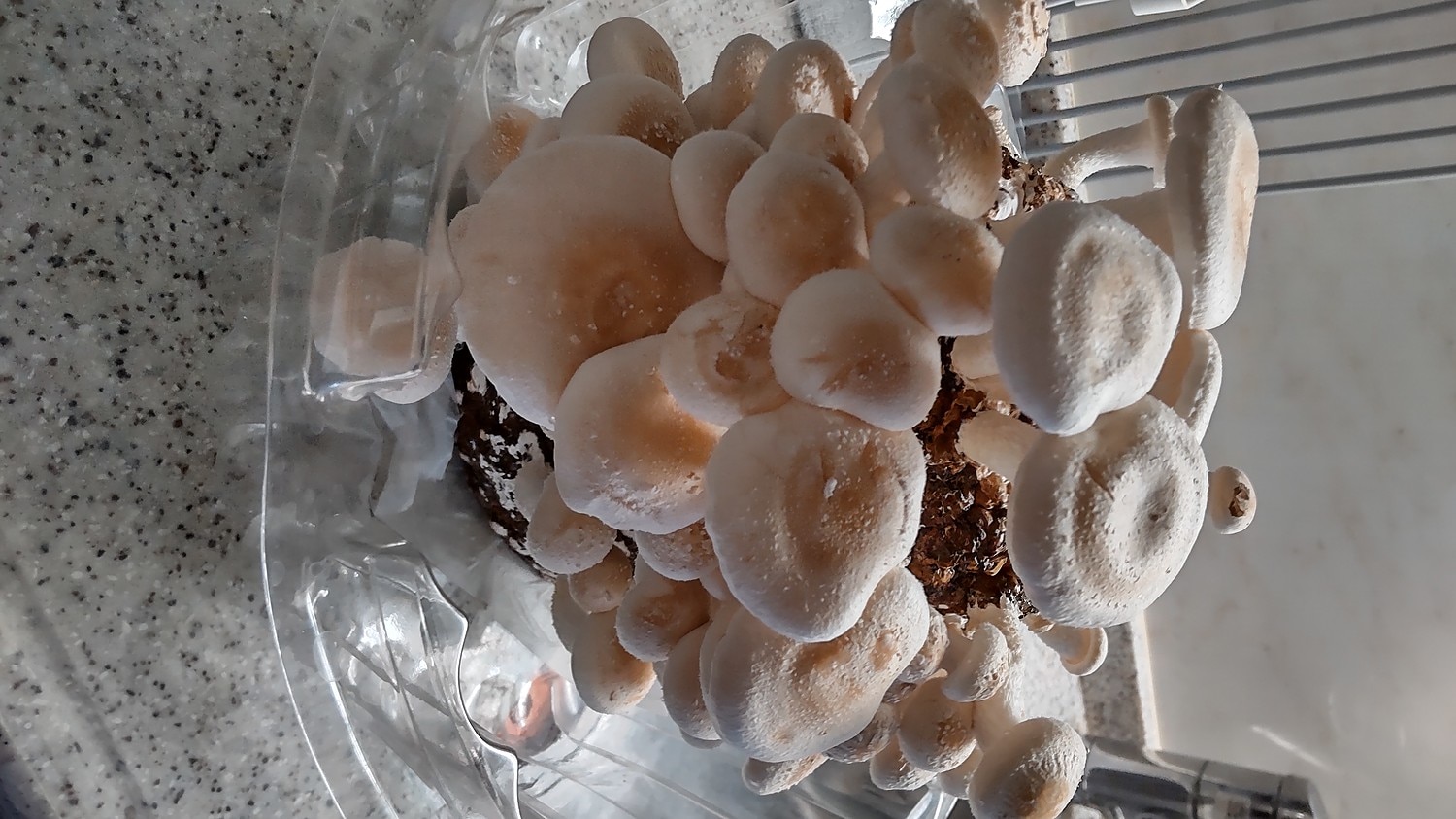 楽天市場 ブロックのみ 付属品 説明書なし しいたけ栽培キット もりのしいたけ農園おかわり君 椎茸 シイタケ 家庭菜園 自由研究 野菜 きのこ栽培 キノコ栽培 栽培キット 栽培セット 菌床 生しいたけ 国産 食育 きのこ狩り 森のきのこ倶楽部 未購入を含む