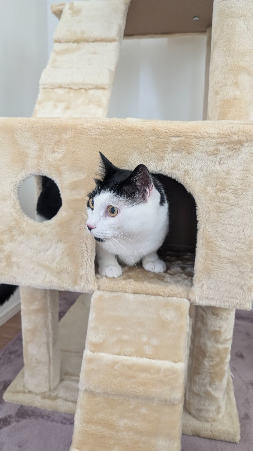 キャットタワー キャットツリー 猫タワー レビュー画像14