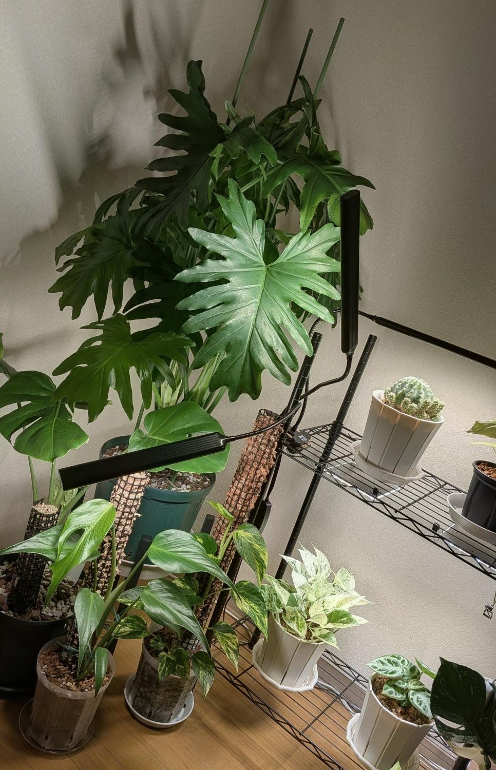楽天市場】BRIM(ブリム) 公式 FLORA 3ヘッド 植物育成ライト LED 雑誌