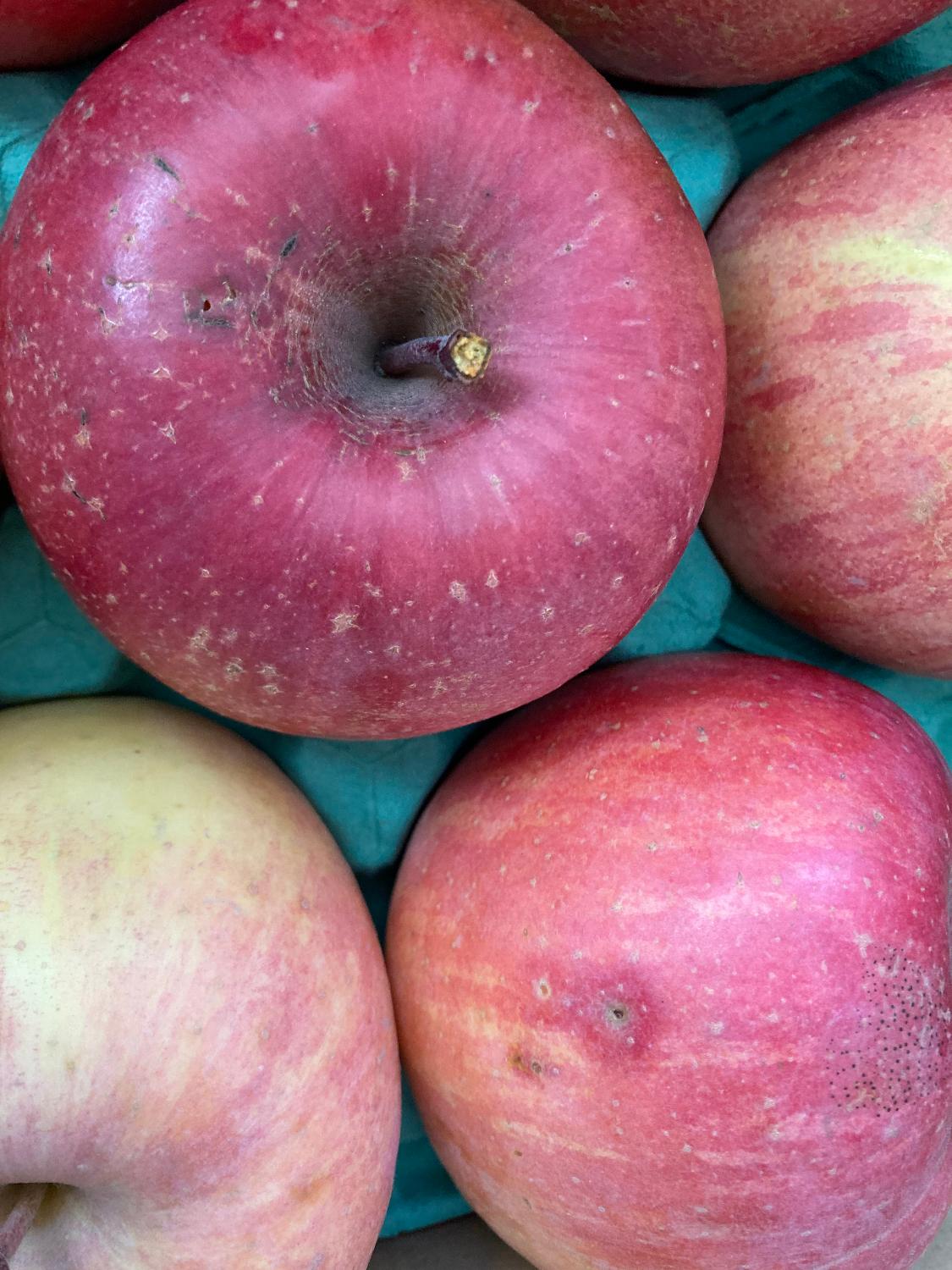 ふるさと納税 訳ありりんご サンふじ レビュー画像5