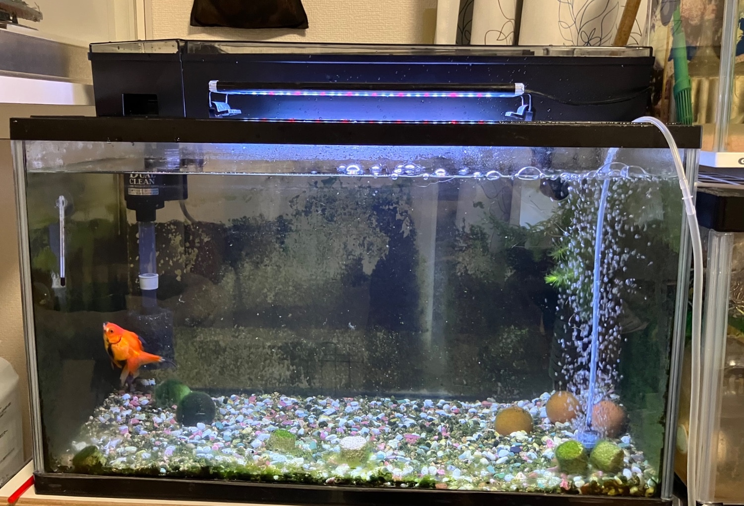 GEX ガラス水槽 上部フィルター DUAL CLEAN 600 セット 60cm水槽セット