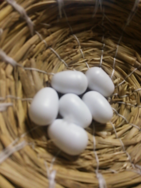 楽天市場】擬卵（ギラン）小鳥用 6個入り/繁殖 産卵 抱卵 偽卵 文鳥 セキセイインコ コバヤシ(小動物専門店ヘヴン)(未購入を含む) |  みんなのレビュー・口コミ