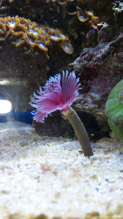 楽天市場】（海水魚）ケヤリ おまかせ品種（1匹） 北海道航空便要保温(charm 楽天市場店) | みんなのレビュー・口コミ