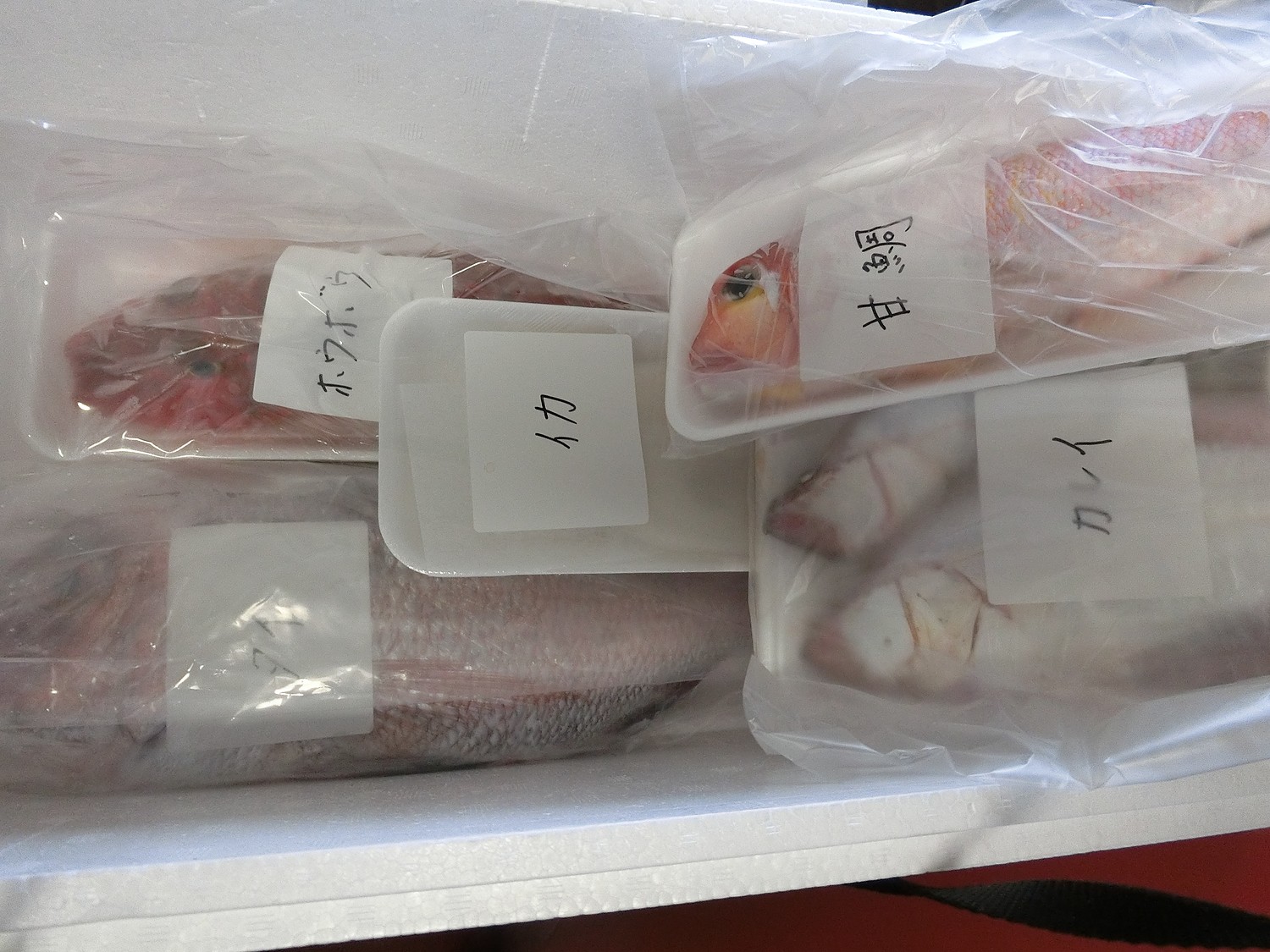 再再販 鮮魚 直送 おまかせ鮮魚 2,000円 ～秋の地魚鮮魚～ 鮮魚セット 鮮魚ボックス 詰め合わせ 鮮魚取り寄せ 国産 島根産 大田産 一日漁  下処理 山陰沖 あじ イカ www.southriverlandscapes.com