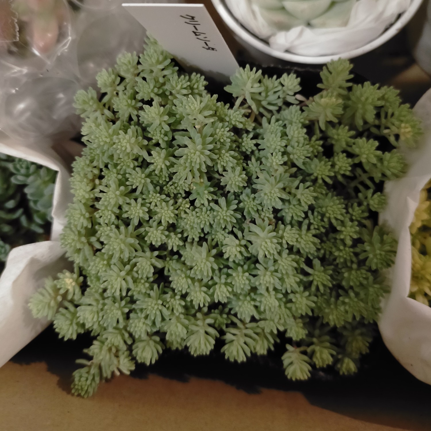 楽天市場】多肉植物 seセダム クリームソーダ （斑入りパリダム）多肉 