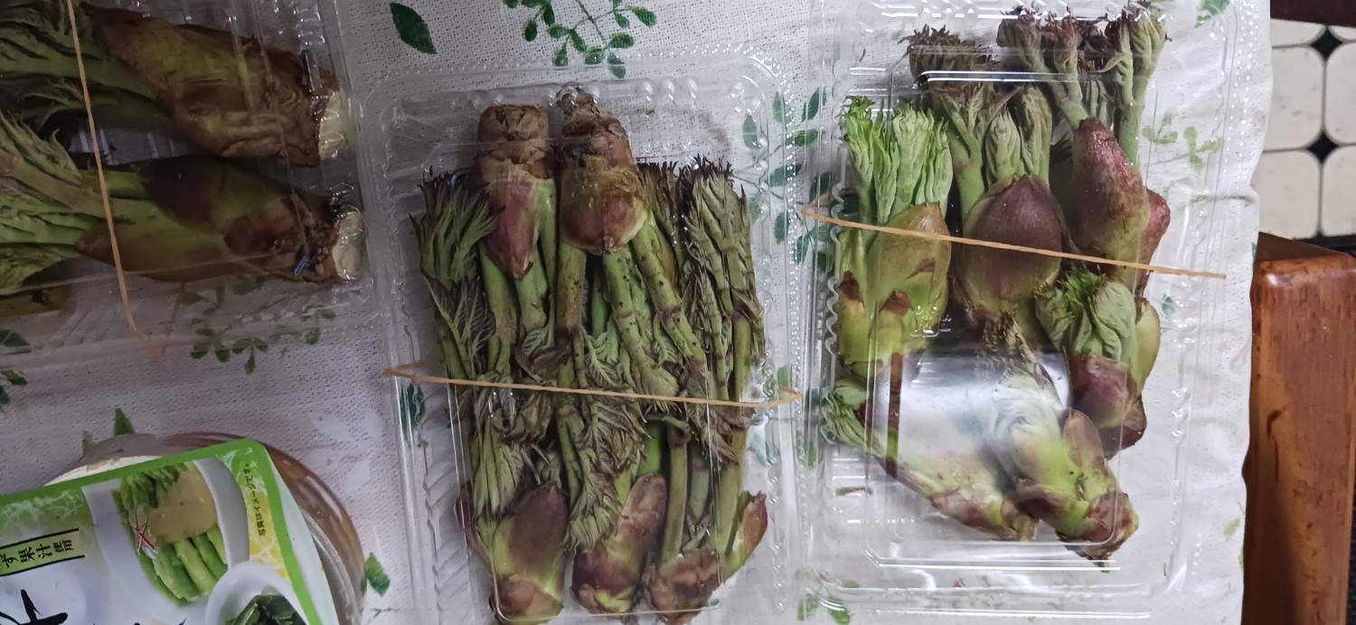 楽天市場】天然タラの芽 300g［予約販売］［4月下旬頃発送予定