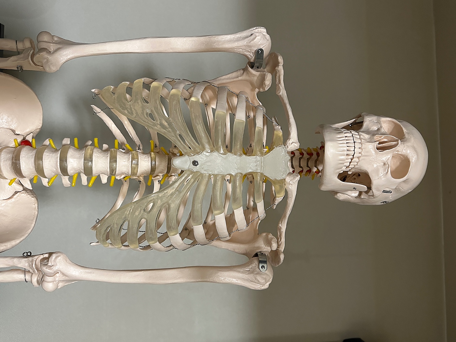 骨全部 接骨院や整体にあるやつ 骨 - 健康・医学