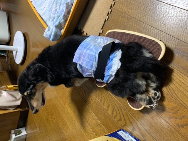 楽天市場 ペット用車いす 室内用 Sサイズ 小型犬 または猫用 簡単装着 老犬 後ろ足の不自由な 犬 猫 ペット 日本製 7grain Art Garage みんなのレビュー 口コミ