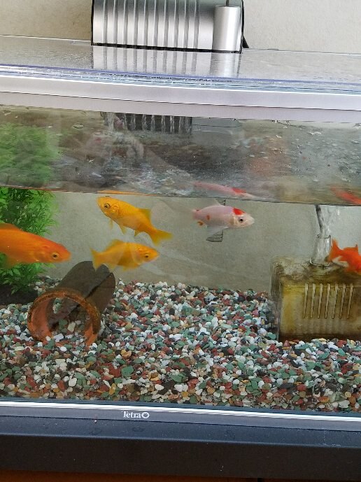 楽天市場 国産金魚 ゴールデンコメット 短尾 1匹 Charm 楽天市場店 みんなのレビュー 口コミ