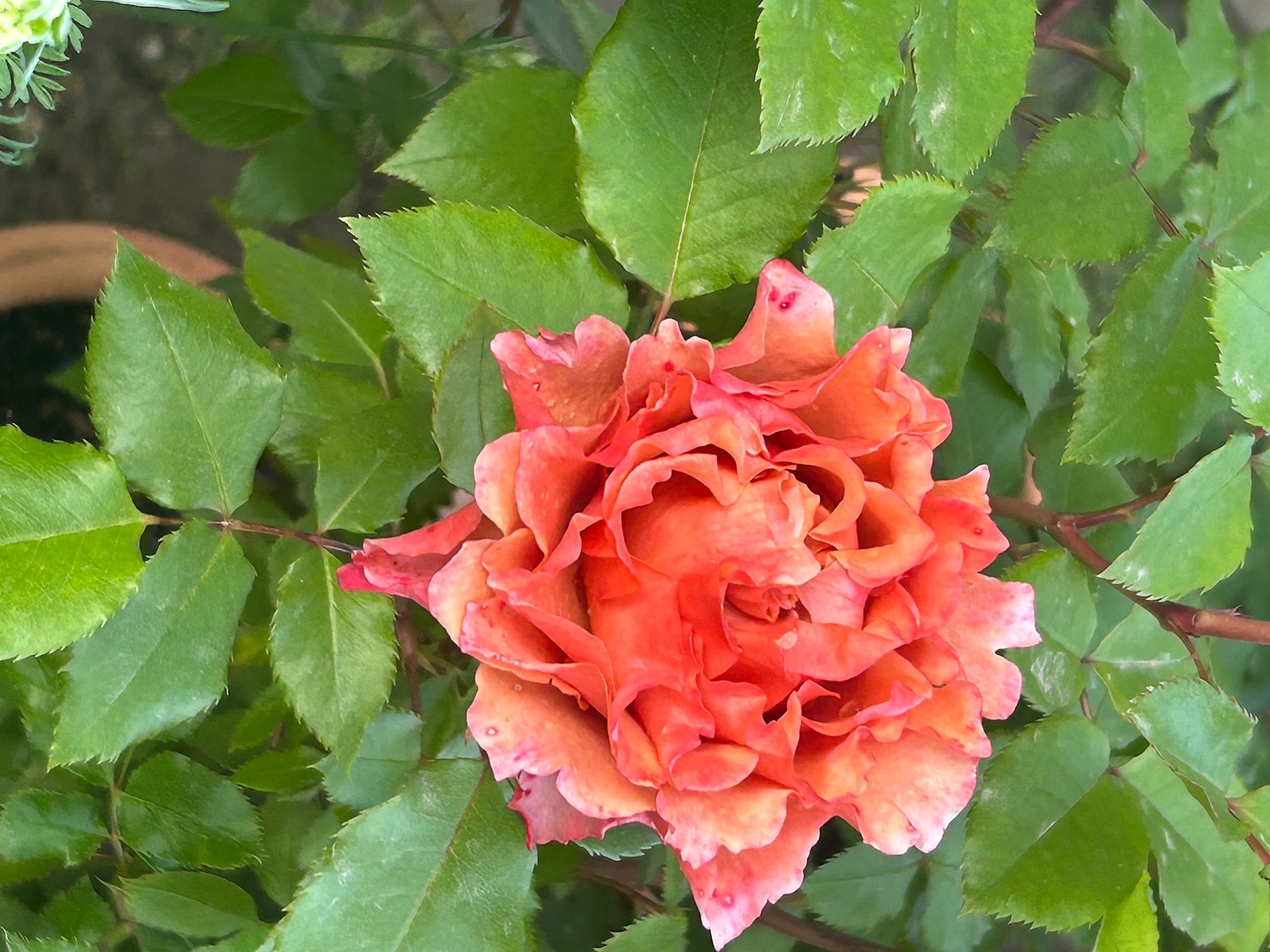 楽天市場】バラ苗 【モルゲンロート】 (大苗) フロリバンダ 四季咲き