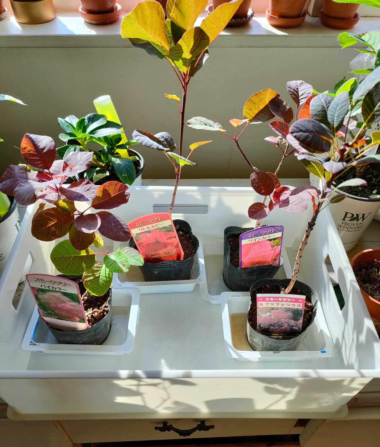 スモークツリー 苗 3種セット