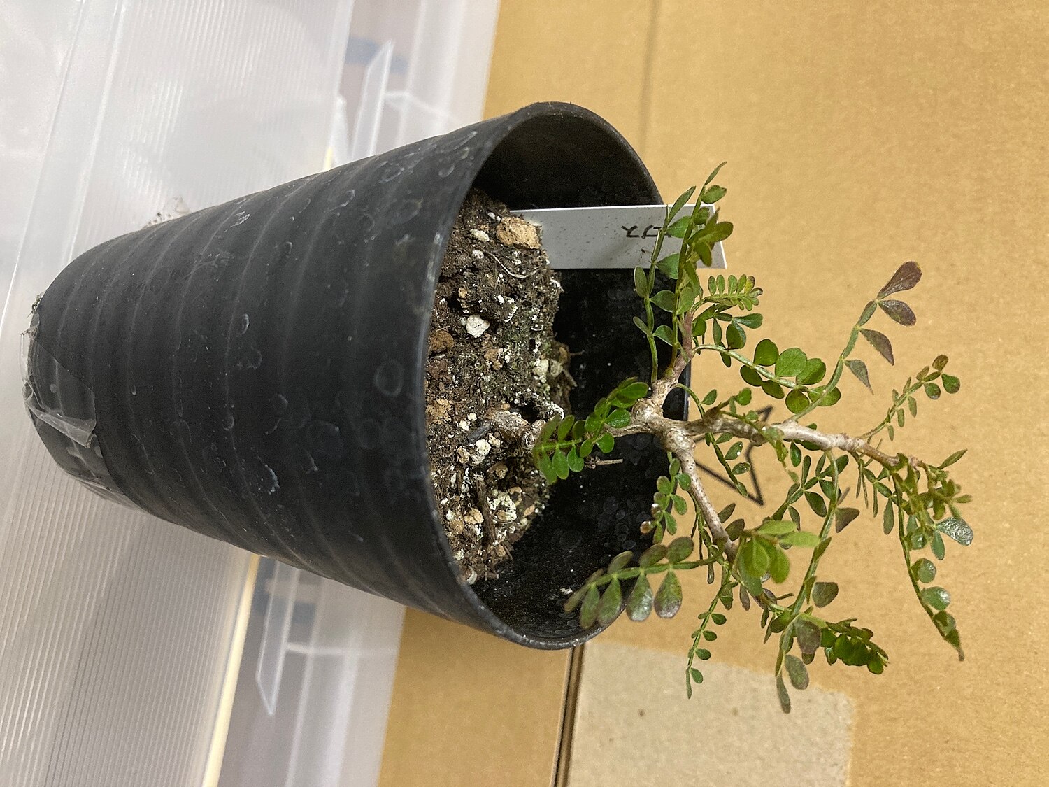 楽天市場 多肉植物 Caオペルクリカリア パキプス 実生 多肉植物 コーデックス 7 5cmポット フラワーネット 日本花キ流通 みんなのレビュー 口コミ