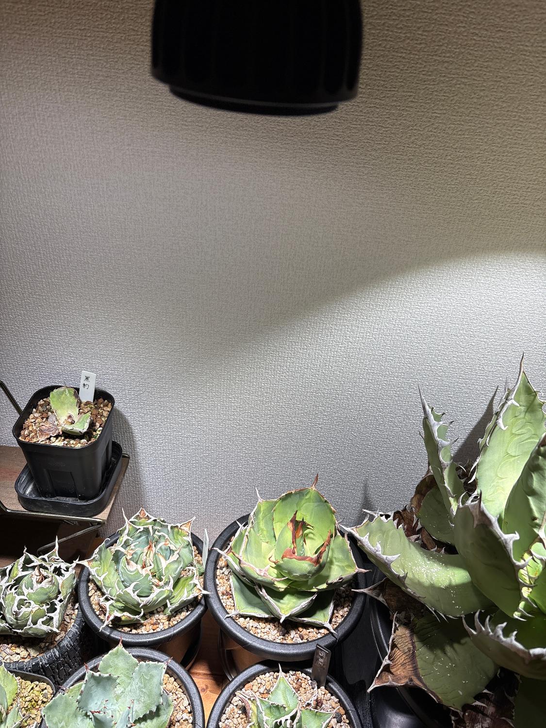 楽天市場】Niwuno 植物育成ライト 植物育成LEDライト Nova Aurora Glow