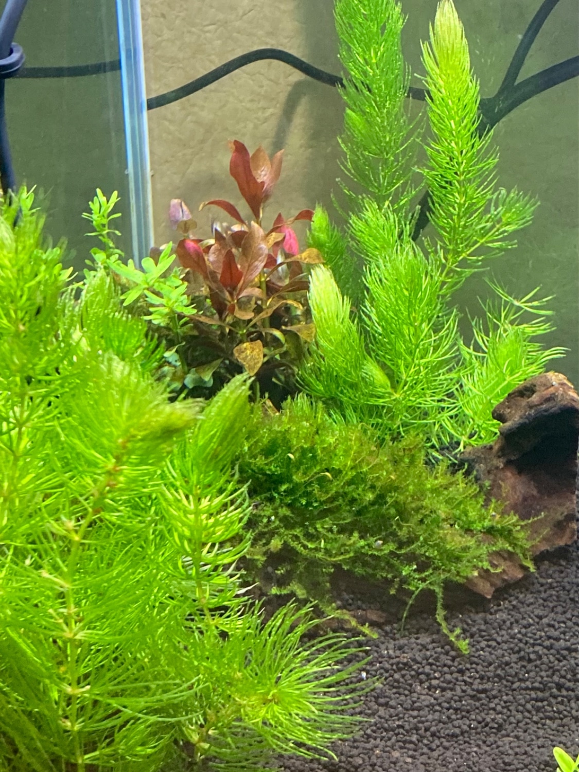 楽天市場】（水草）国産 無農薬マツモ（5本）メダカ 金魚 水質浄化