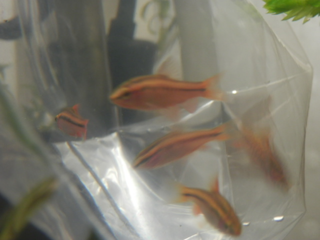 楽天市場】(熱帯魚 生体)チェリーバルブ （約1.5-2cm）（5匹）【ねったいぎょ】【水槽/熱帯魚/観賞魚/飼育】【生体】【通販/販売】【アクアリウム/あくありうむ】【小型】(ネオス  楽天市場店)(未購入を含む) | みんなのレビュー・口コミ