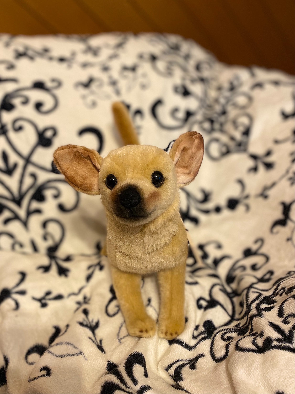 楽天市場】ケーセン ぬいぐるみ kosen 社 チワワ 27cm CHIHUAHUA 犬