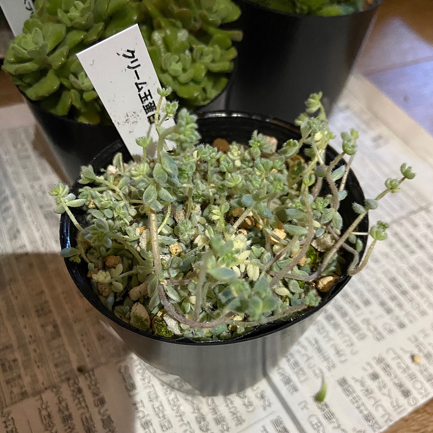 楽天市場】多肉植物 seセダム ダシフィルム クリーム玉蛋白 多肉植物