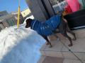The Alaska Dog Coat Midnight饹 ɥå ߥåɥʥȥ֥롼Size5 ѥ Cloud7 饦7 ڿ̸ꡪ̵ۡפξʥӥ塼ܺ٤򸫤