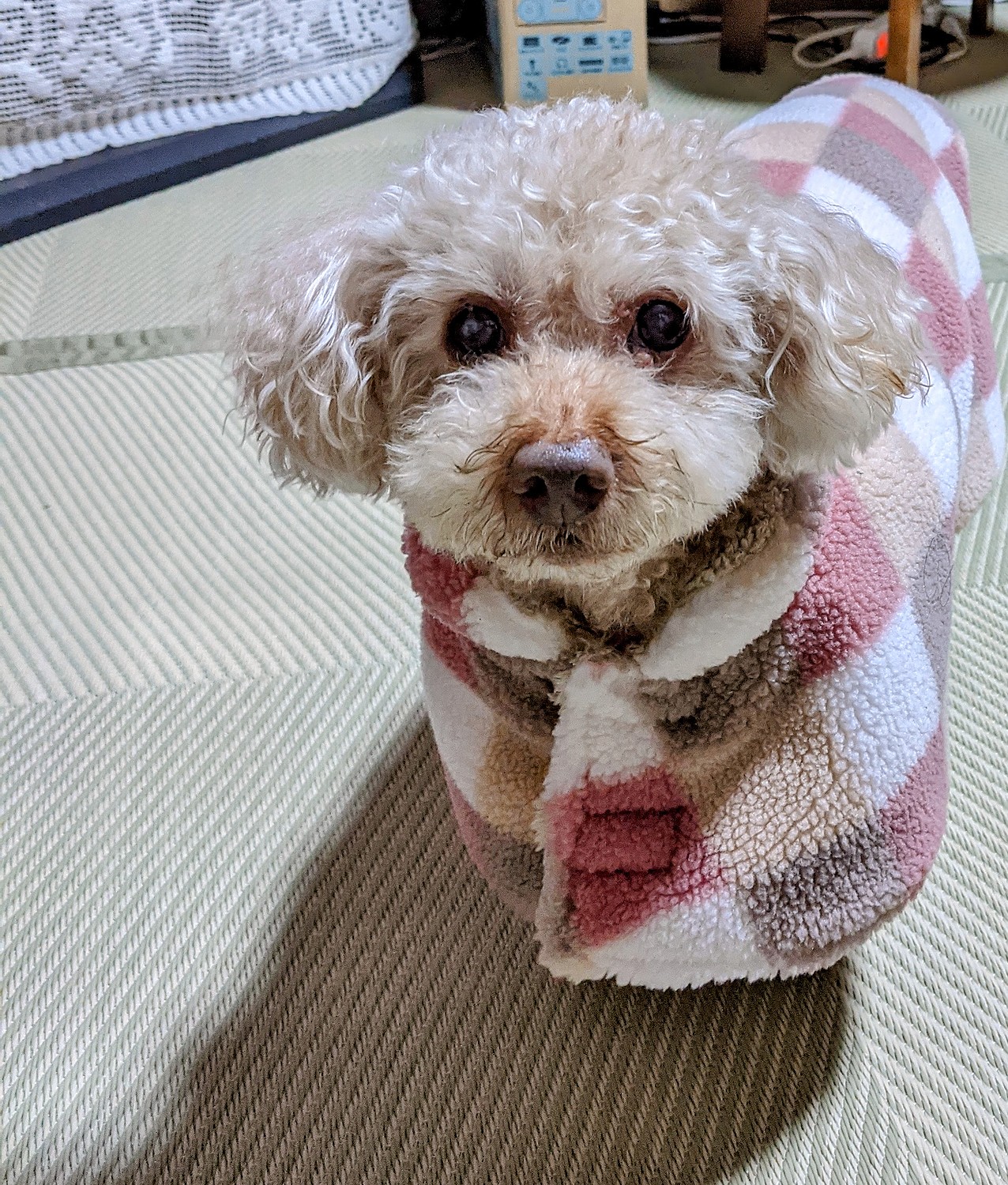 楽天市場 3 10 00 21 59 10 Off 犬 猫 サプリ 犬用 猫用 サプリメント 免疫力 免疫 の健康を維持 老犬 老猫 シニア ねこ いぬ ネコ イヌ 元気度 高める うさぎ 兎 ペット ペット用 冬虫夏草 コルディ パウダー 粉末 コルディm コルディg100g 人とペットの