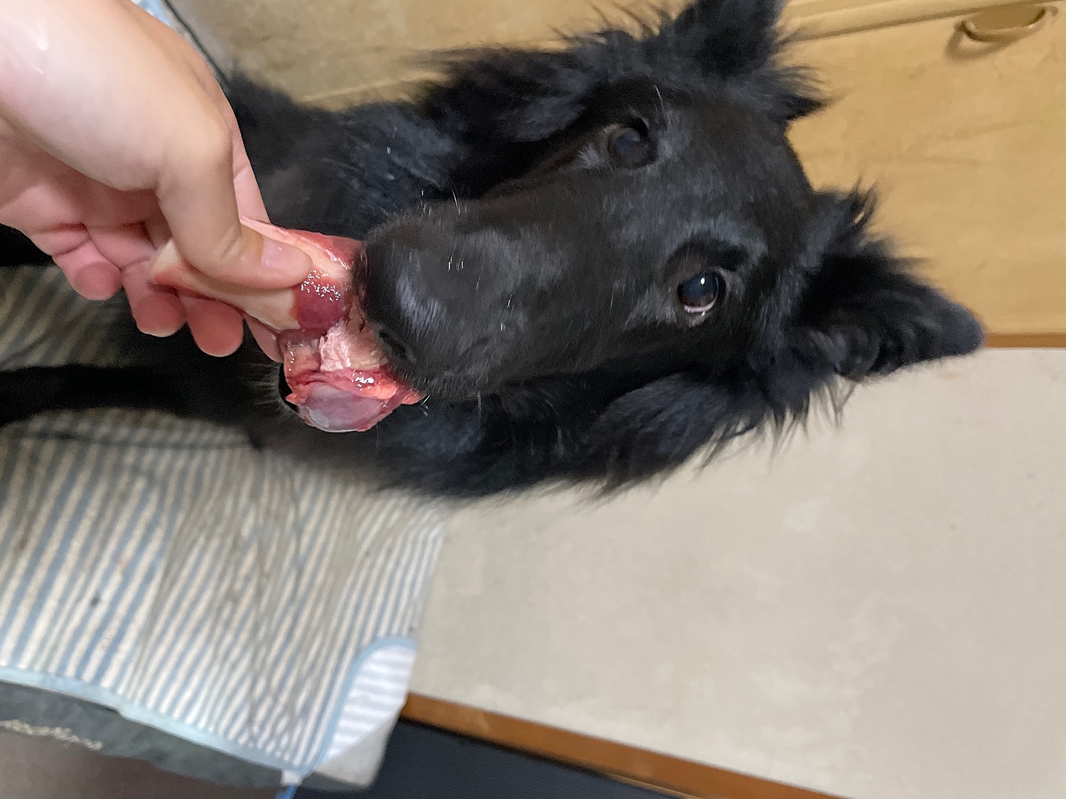 楽天市場】【在庫一掃】犬用 エゾ鹿 上腕骨2個【1人5個まで】(北海道えぞ鹿肉専門店 北のジビエ) | みんなのレビュー・口コミ