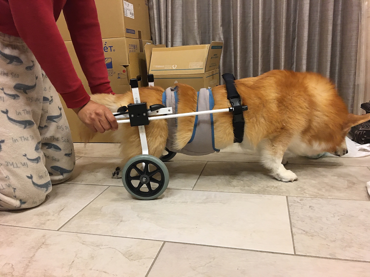 犬用車椅子と犬用介護用品わんケアK9カート犬用車椅子 スタンダード 後脚サポート 18-22kg 用 ML