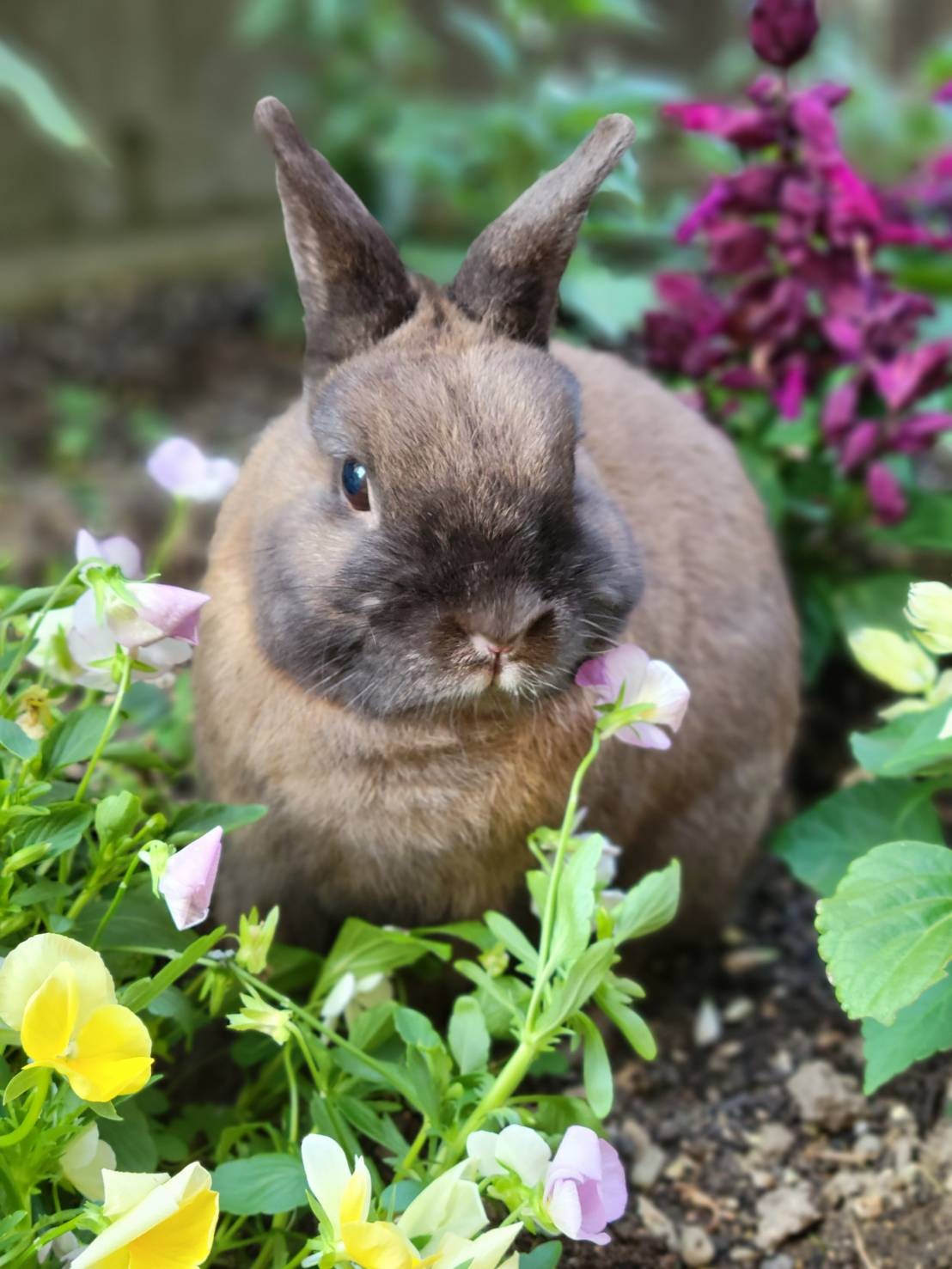 待望 うさぎ 牧草 チモシー どれでも よりどり １ｋｇx３袋 ウサギ エサ 市場 一番刈り 二番刈り 三番刈り １番狩り ２番狩り ３番狩り  www.okayama-keiei.jp