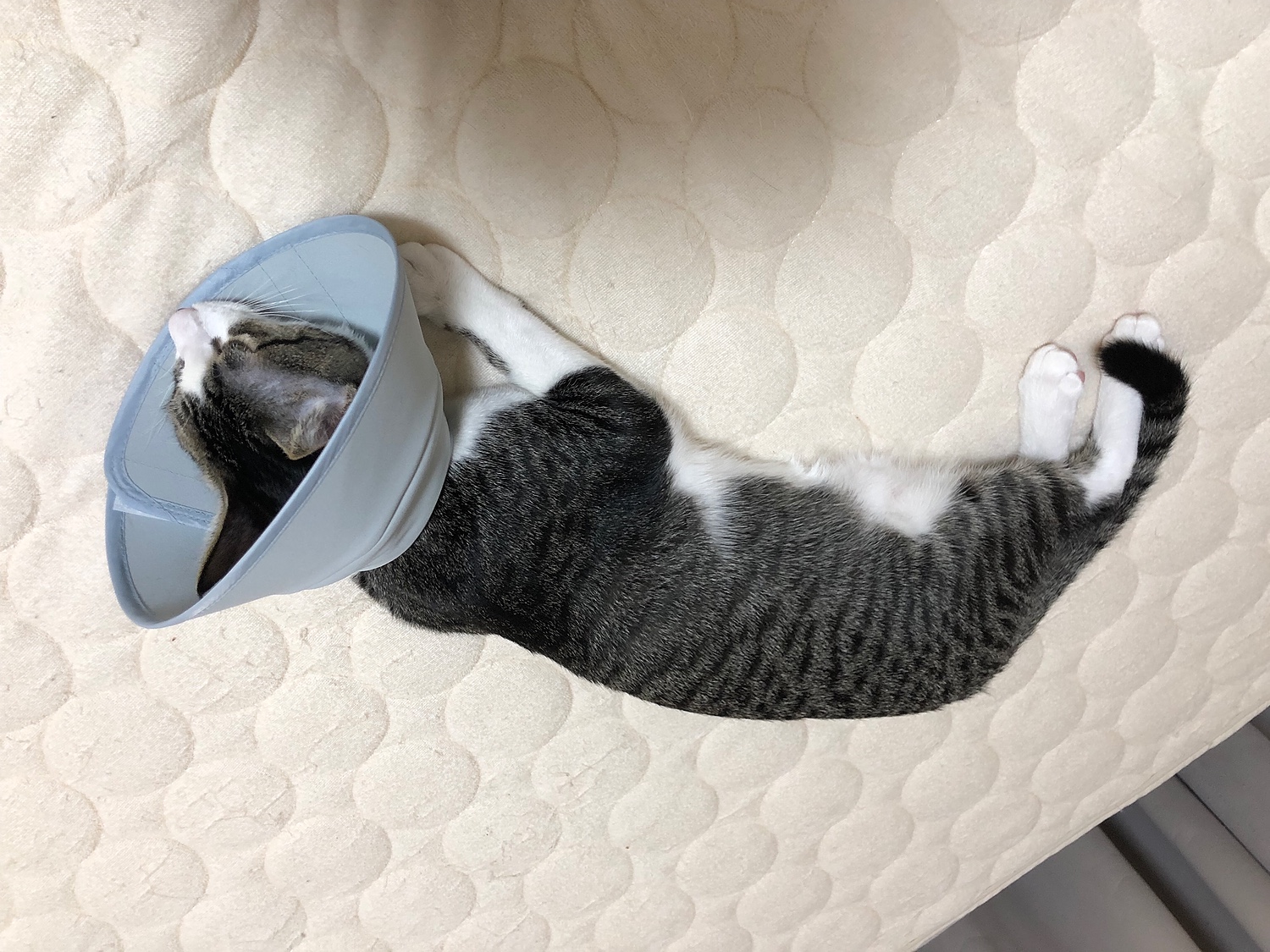 楽天市場 エリザベスカラー 猫 ソフト 柔らかい 獣医推薦 リピーター多数 フェザーカラー 布スタンダード 猫用品の通販nekozuki ねこずき みんなのレビュー 口コミ