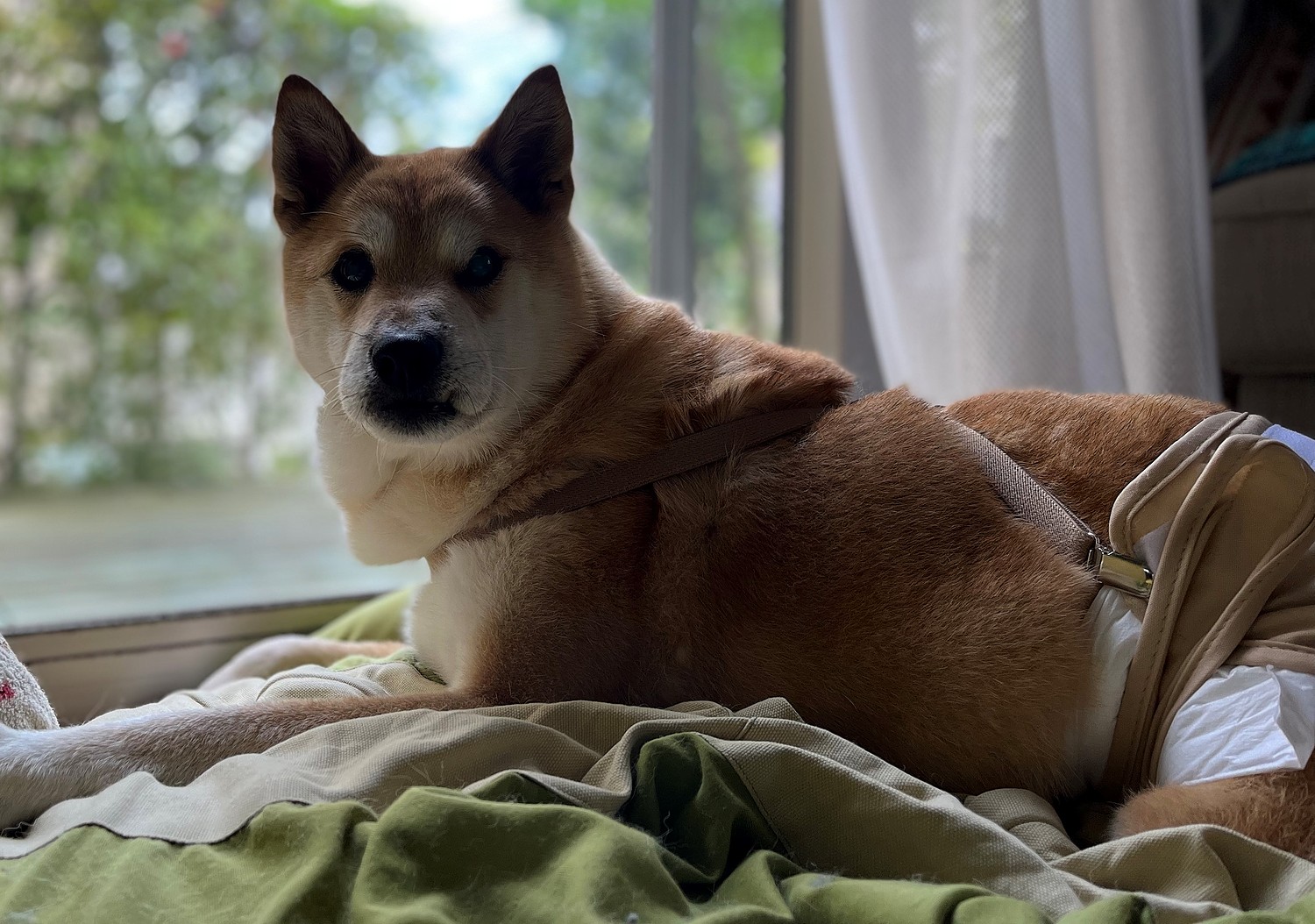 楽天市場 犬 サニタリーパンツ マナーパンツ 女の子 犬 おむつカバー 子犬 メス おむつ 生理パンツ 調整可能 発情期用 生理用 マーキング 尿もれ オシッコ対策 ずれない マナー ズレ防止 ドッグカフェ 室内 おでかけ ドライブメール便送料無料 Nikkashop みんなの