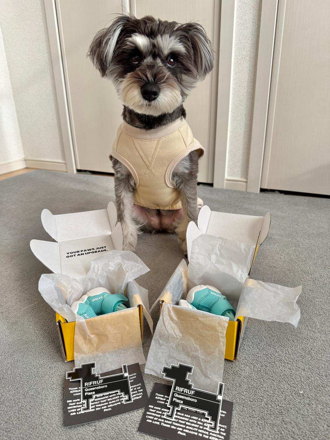 楽天市場】【即納】 RIFRUF ドッグスニーカー サイズ交換無料 アクア