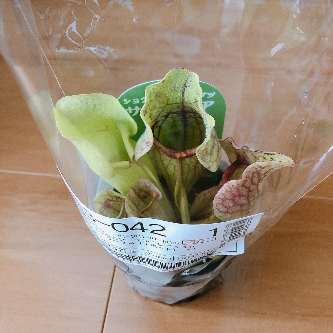 177円 最大46%OFFクーポン 食虫植物 サラセニア プルプレアｓｓｐ．ベノーサ ２．５〜３号 １ポット