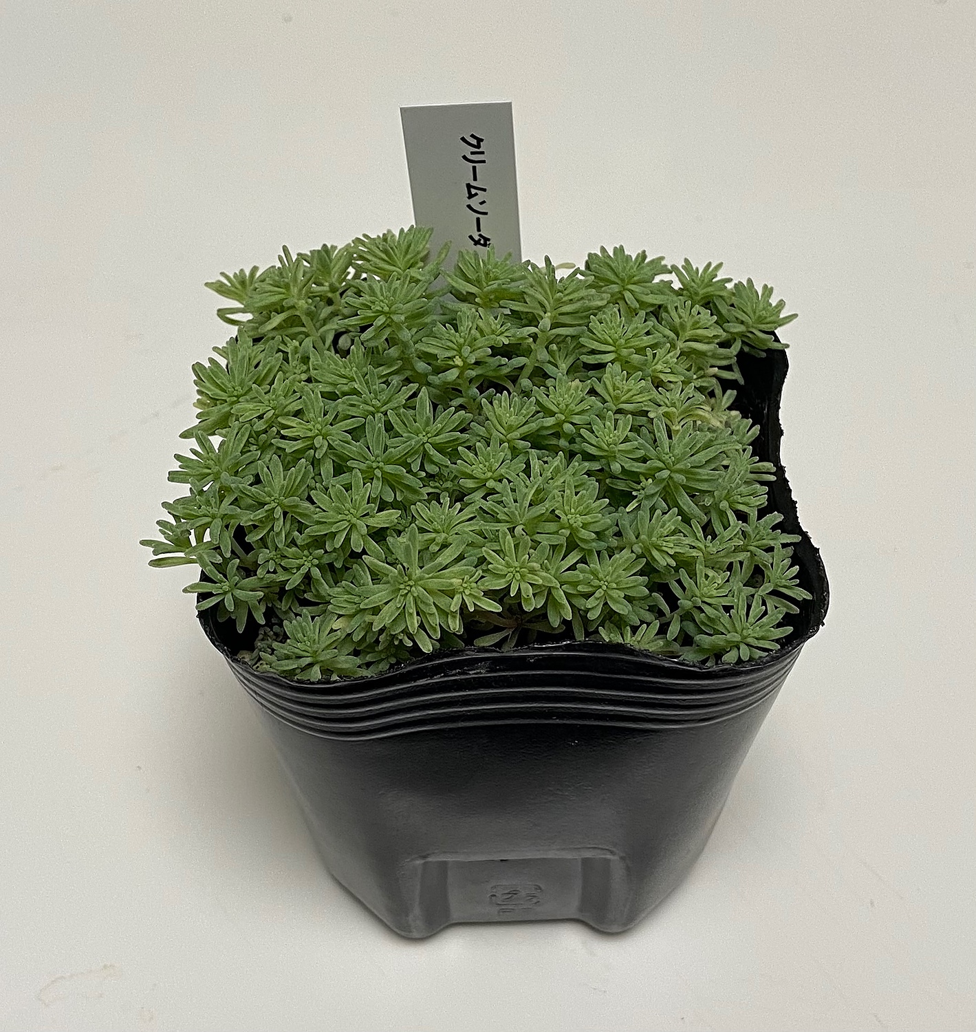 楽天市場】多肉植物 seセダム クリームソーダ （斑入りパリダム）多肉植物 セダム 9cmポット(フラワーネット 日本花キ流通) |  みんなのレビュー·口コミ