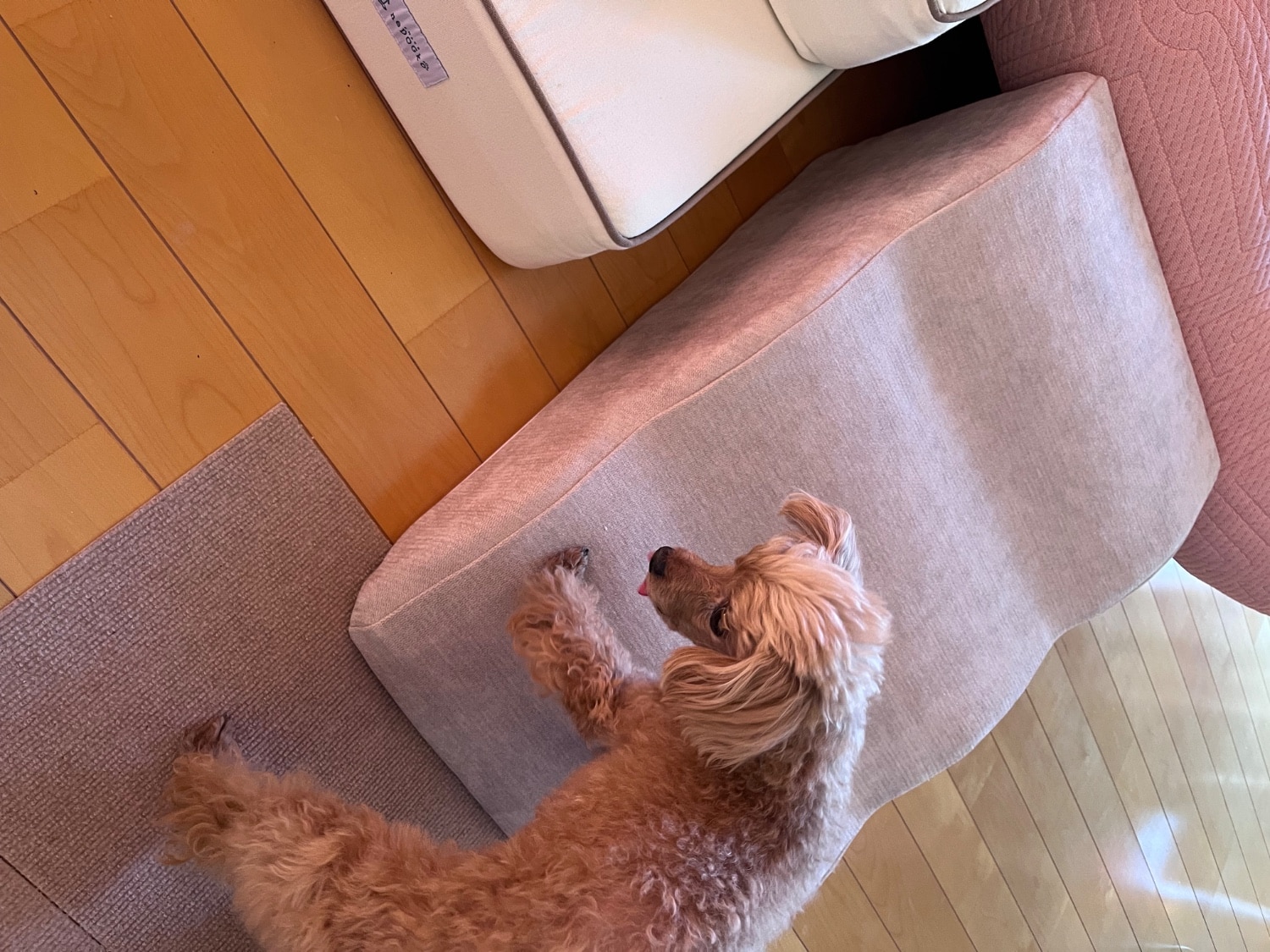 ドッグスロープ 3段 4段 スロープ ステップ 犬 ペット用 階段 ドッグステップ ペットスロープ ペットステップ 送料 ドッグスロープ ドッグステップ 犬用スロープ レビュー画像18