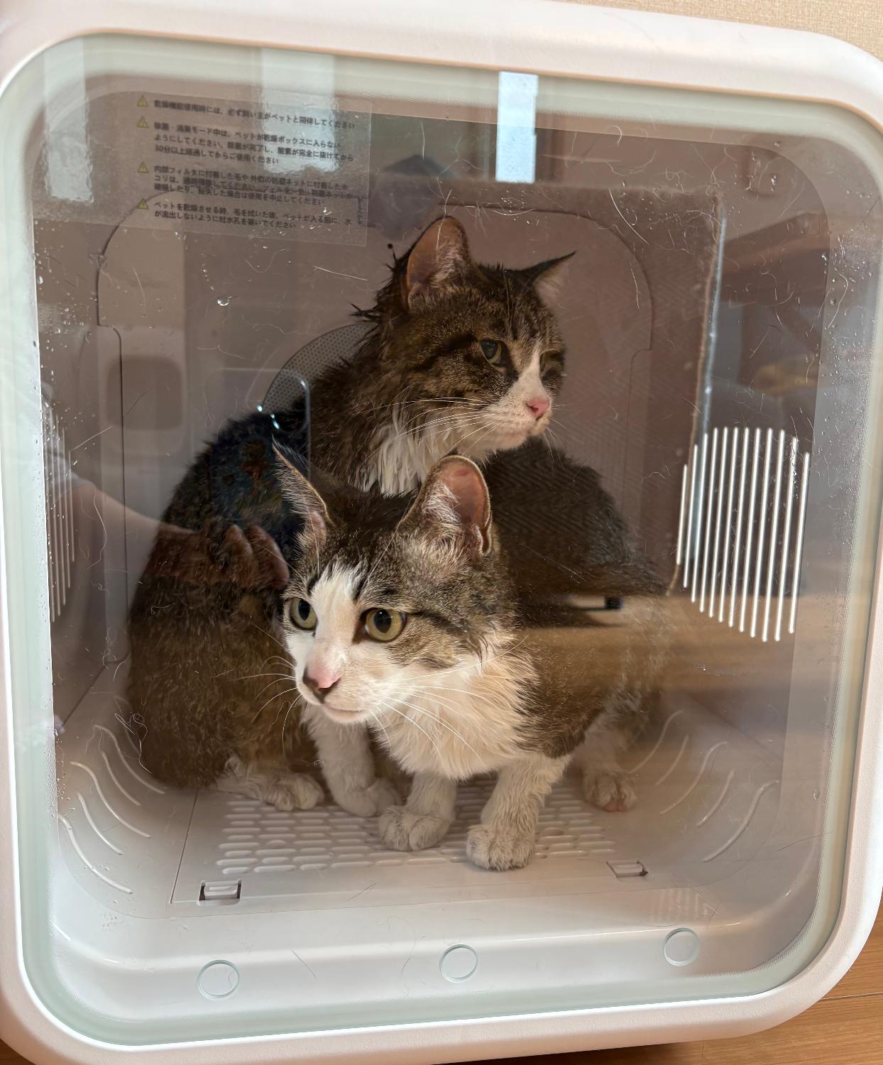 楽天1位★ ペットドライルーム ペットドライヤー 口コミ レビュー画像1