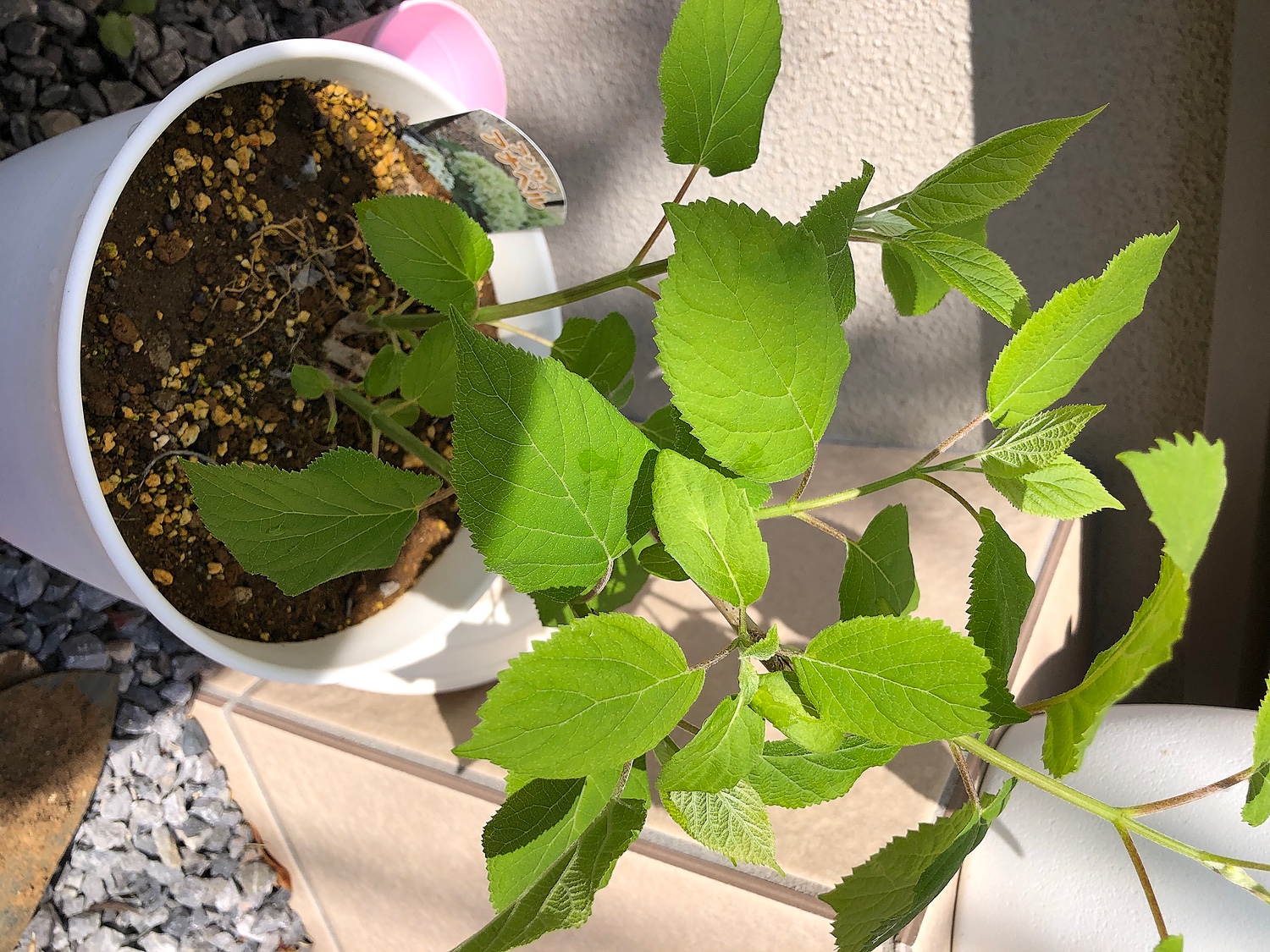 楽天市場 アジサイ アナベル おぎはら植物園 参考になるレビュー順 みんなのレビュー 口コミ