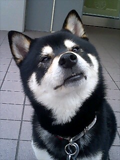 楽天市場】ロイヤルカナン 犬用 肝臓サポート ドライ(8kg