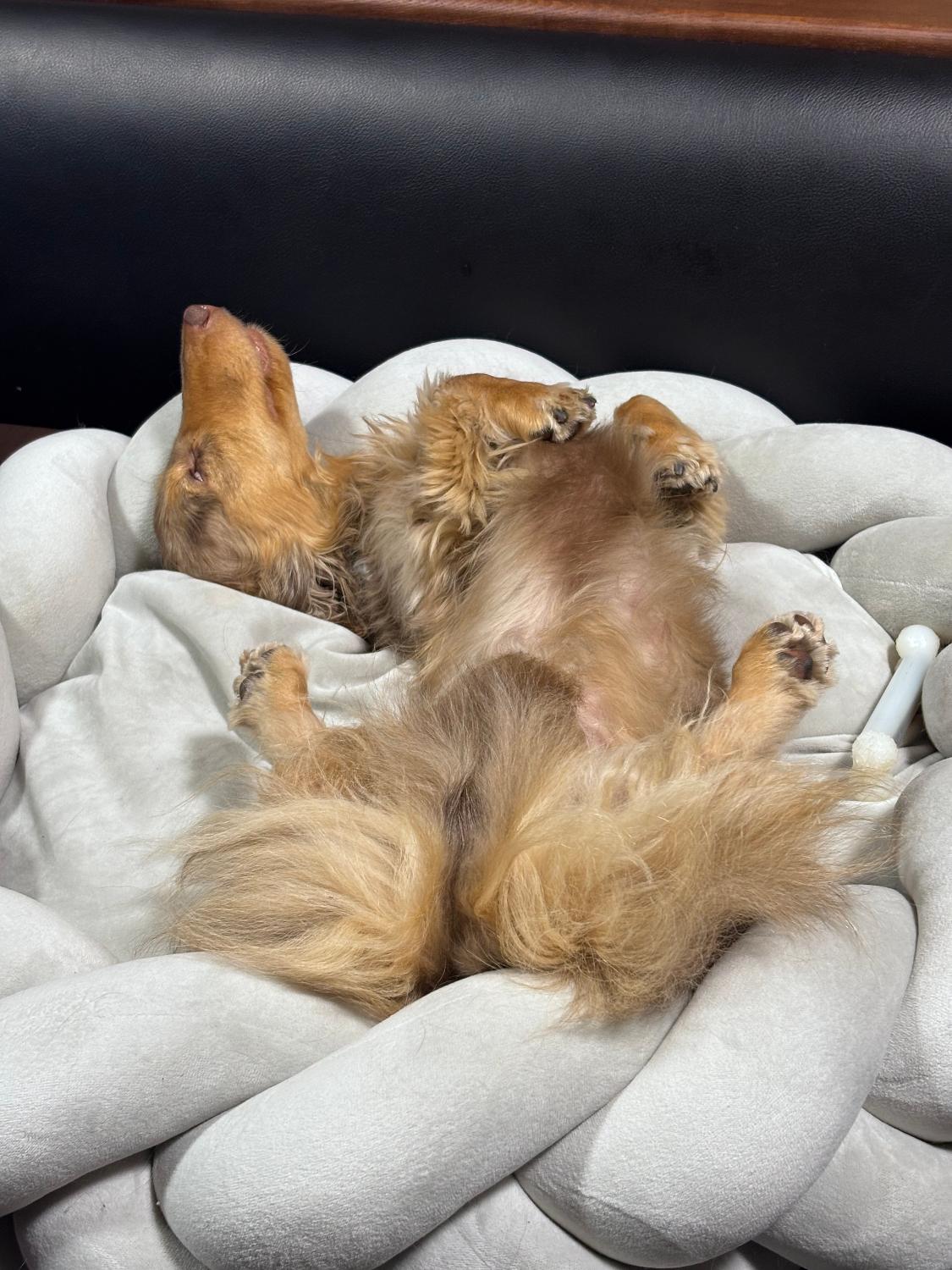 は*る様 犬用ベット　ドッグベッド Suuu公式 洗える 撥水 丈夫 中型犬M 楽天市場】【期間限定10％オフ】犬 ベッド ドッグベッド Suuu公式 北欧