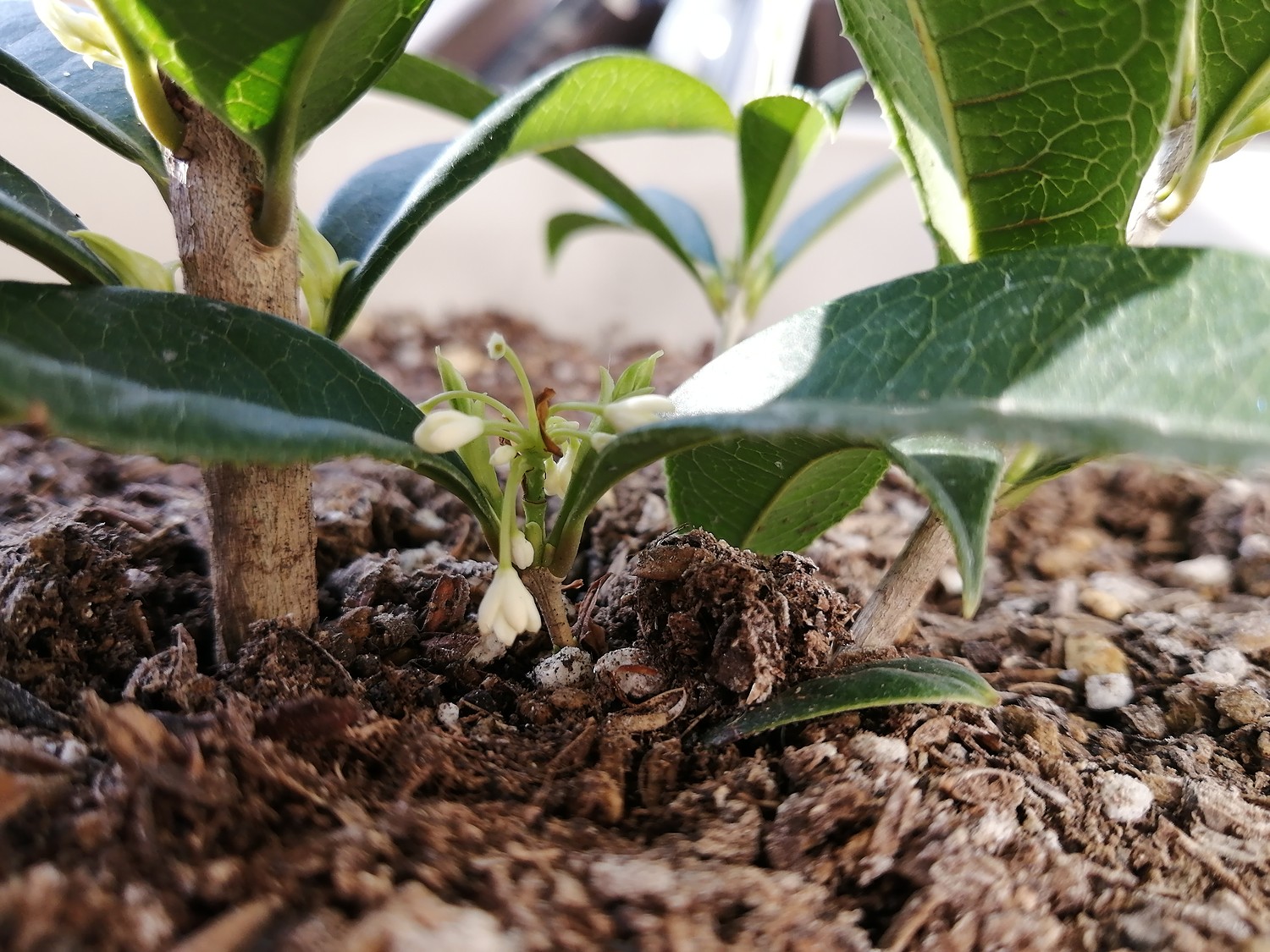 楽天市場 キンモクセイ 苗木7号鉢植え 金木犀 植木 庭木 Fleur Town 吉本花城園 みんなのレビュー 口コミ