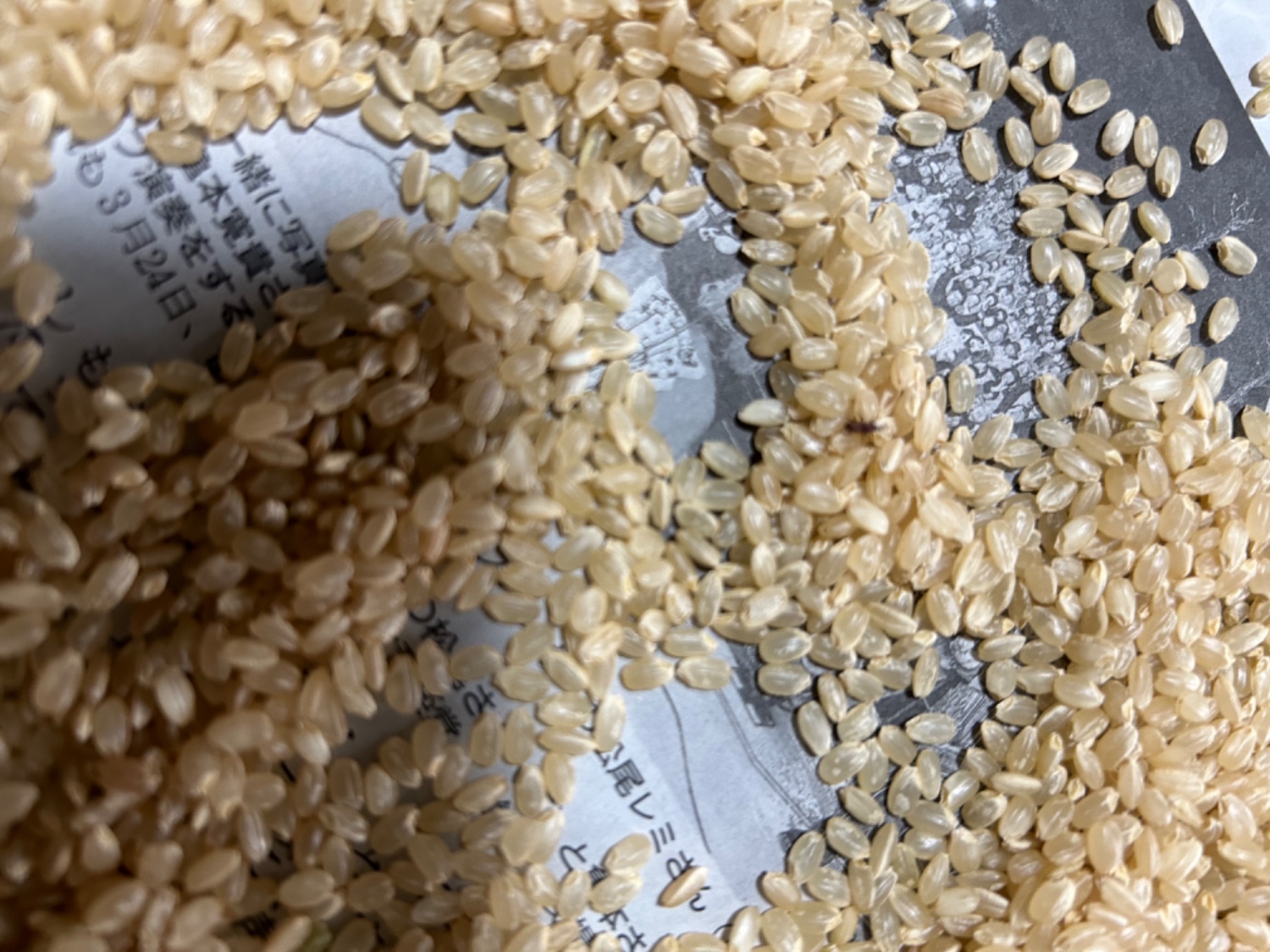 楽天市場】コシヒカリ 令和6年産 米 玄米 10kg 20kg 30kg 精米